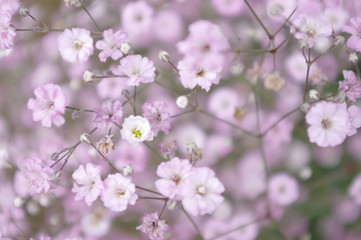 Closeup nature view of little pink flowers on blurred background in garden