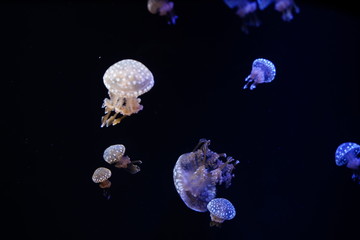 Naklejka na ściany i meble jellyfishes
