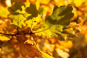 Autumn leaves of oak, autumn colors, autumn background.