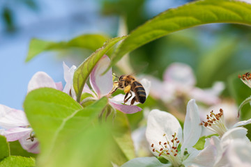 Biene auf Apfelblüte Makro