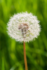 Fototapeta premium Löwenzahn Nahaufnahme