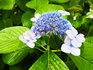 Blue hydrangea: beautiful delicate petals in green leaves, a bud half-bloomed.