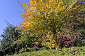 Fototapeta premium The crown of a beautifully colorful tree - autumn colors
