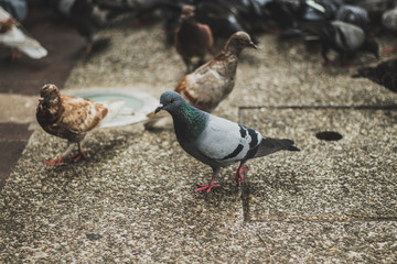 pigeon on the ground