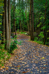 Winding walking path in an autumn forest