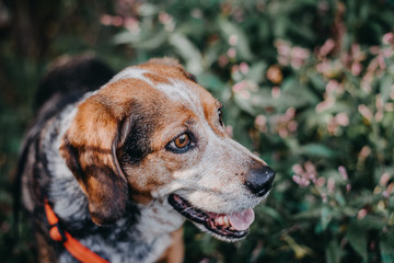 Adorable Beagle Dog Smiling. Greenery and wildflowers in background