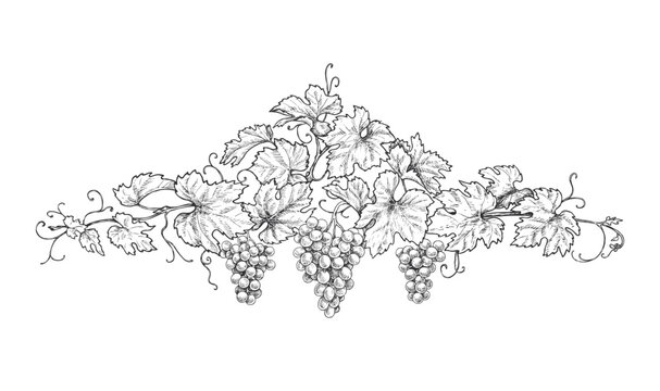 Hand Drawn Decoration with Grape Branches
