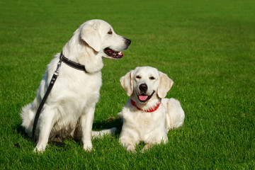 Dog breed Golden retriever