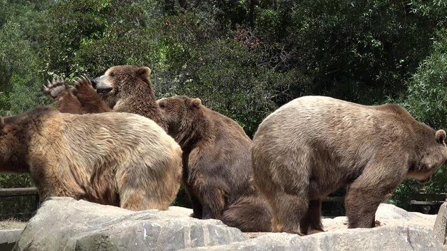 Wild brown bears