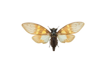 butterfly Gaeana cheni isolated