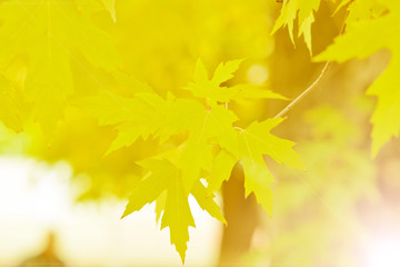 Bright colors of autumn and fading leaves