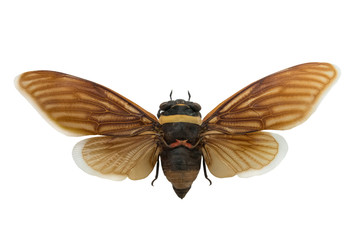 Obraz premium butterfly tacua speciosa isolated