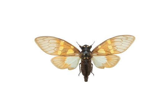 butterfly Gaeana cheni isolated