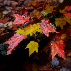 Mape Tree Sapling with Fall Color Leaves