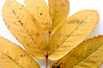 berries and rowan leaves on a white background