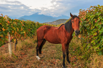 Horse on the background of rows of vines near Kazbegi, Georgia 