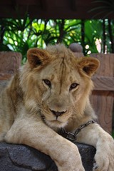 portrait of a lion