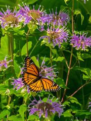 Monarch butterfly on Bee balm