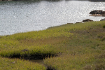 Marsh grass and water in serene setting.  Calming