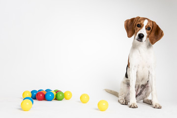 Cute beagle posing in a studio