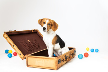 Cute beagle posing in a studio