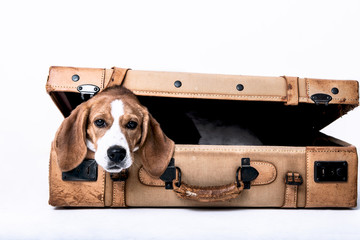 Cute beagle posing in a studio