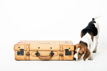 Cute beagle posing in a studio sniffing a suitcase isolated on white