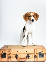 Cute beagle posing in a studio