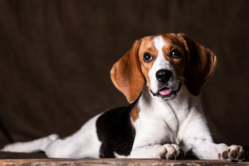 Cute beagle posing in a studio