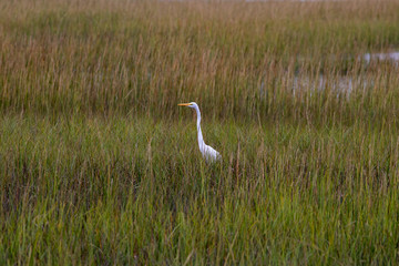 Great white egret in the middle of a grass marsh
