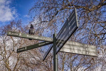 Pigeon perched on sign for Buckingham Palace, London, winter.