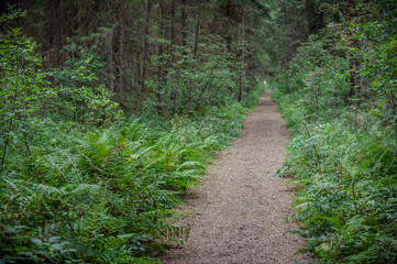Obraz premium Hiking trail through forest in summer. Hupassaare study trail. Landscape. Soomaa National Park. Estonia. Baltic. Soft focus.