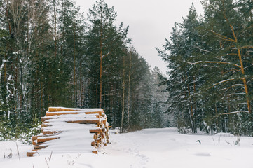 Picturesque winer forest. Fabulous snowy wonderland. Magic beautiful scenic view of pines and spruce trees covered with snow. Cold frosty nature. Wonderful hibernal fairy tale panoramic landscape.