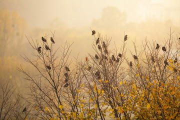Starling birds sitting on the tree in the morning sun