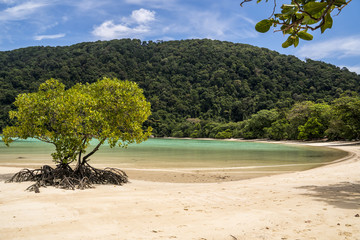 Fototapeta na wymiar Mangrove tree on Clean White Sand Beach with Palm Trees in Thailand, Mu ko Surin national Park