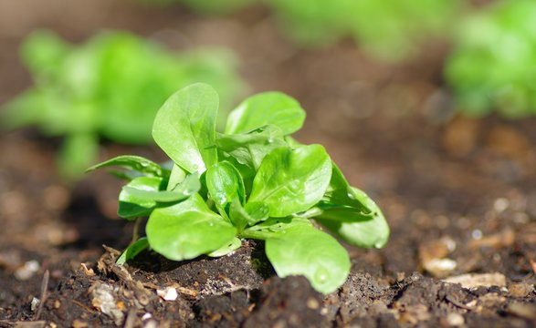 Feldsalat Close-up im Beet