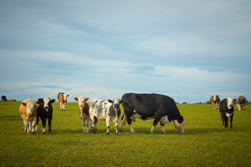 Cows grazing on lush green farmland in summer