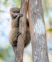 Bamboo lemur (Eastern lesser bamboo lemur). Lemur in trees and nature. Madagascar animals wildlife, wild animal in Madagascar. Holiday tour in Andasibe, Isalo, Masoala, Marojejy National parks.