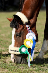 Headshot closeup of an award winner sport horse on green natural background