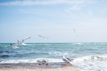 Beautiful seagulls are actively flying over the beach against a clean blue sky on a sunny and very bright day.
