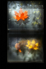Window Autumn leafs rain drops