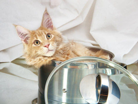 Cat Maine Coon in pan