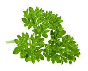parsley isolated on white background, full depth of field