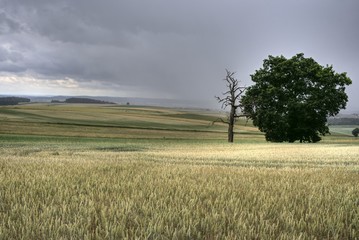 Fototapeta na wymiar Gewitterwolken über einem Gerstenfeld