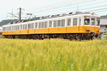 Fototapeta premium 小麦畑とことでん