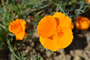 Obraz premium Golden poppy flower