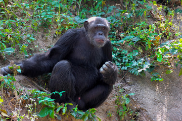 portrait of young chimpanzee alone.