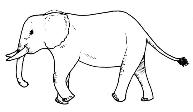 Elephant 