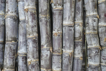 background, texture Bamboo stalk green