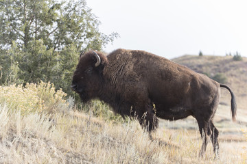 Bison at Theodore Roosevelt National Park in North Dakota, USA